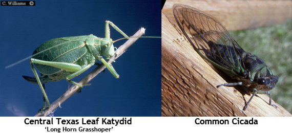 katydid-vs-cicada